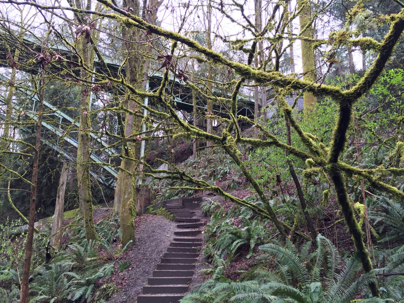 Staircase in Ravenna Park, Seattle